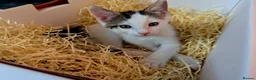 Mixed Breed cats for sale: Adorable & Extremely Affectionate Male Kittens - Advert 7