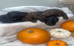 Mini Goldendoodle dogs for sale: Miniature goldenoodle puppies - Image 1
