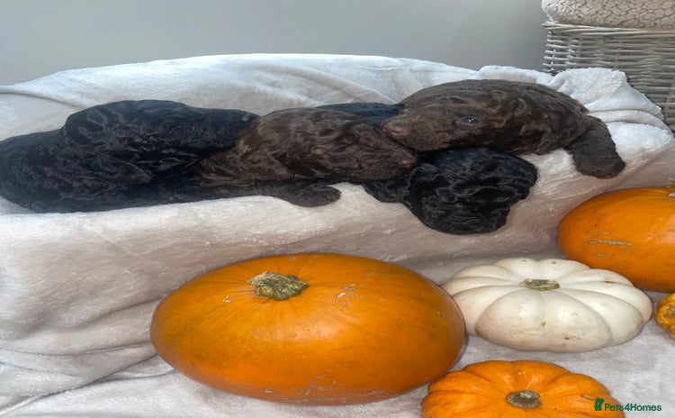 Mini Goldendoodle dogs - Advert 2