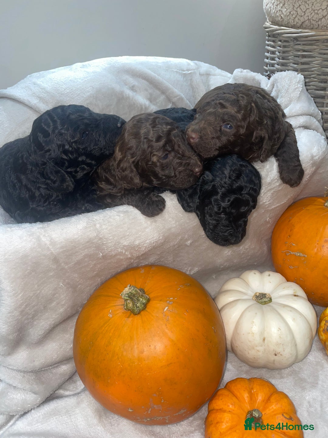 Mini Goldendoodle dogs for sale: Miniature goldenoodle puppies - Image 1