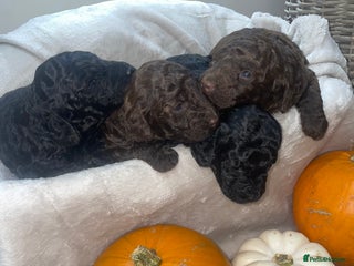 Mini Goldendoodle dogs - Advert 2