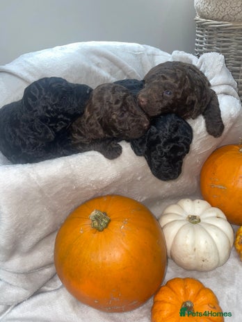 Mini Goldendoodle dogs - Advert 1