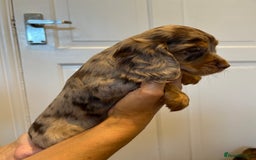 Cocker Spaniel dogs for sale: Super rare and unique show type dna tested Kc reg  - Image 24
