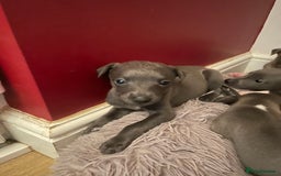 Whippet dogs for sale: Adorable home bred KC whippets - Image 20