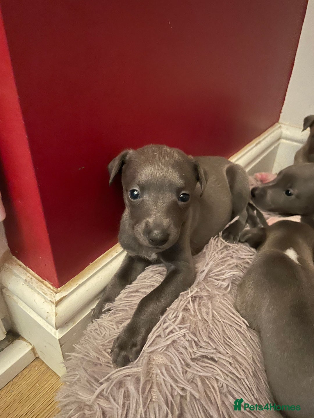 Whippet dogs for sale: Adorable home bred KC whippets - Image 20