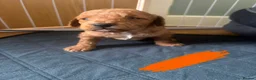 Mixed Breed dogs for sale: F1B cockapoos  - Advert 6