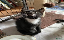 British Shorthair cats for sale: Kittens for sale !! Loving and playful  - Image 4
