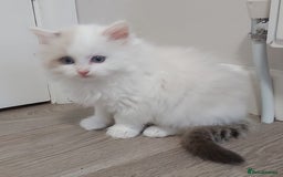Ragdoll cats for sale: RAGDOLLS BICOLOUR BOY GIRLS BLUE EYES READY NOW  - Advert 15