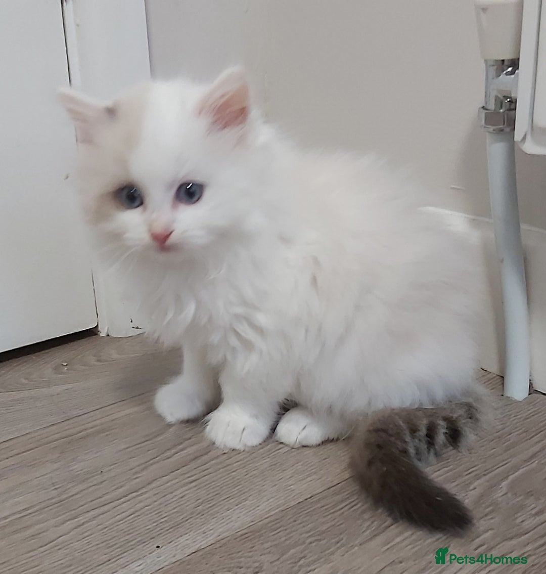 Ragdoll cats for sale: RAGDOLLS BICOLOUR BOY GIRLS BLUE EYES READY NOW  - Advert 15