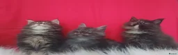 Maine Coon cats for sale: GCCF REGISTERED MAINE COON KITTENS FOR SALE  - Advert 6