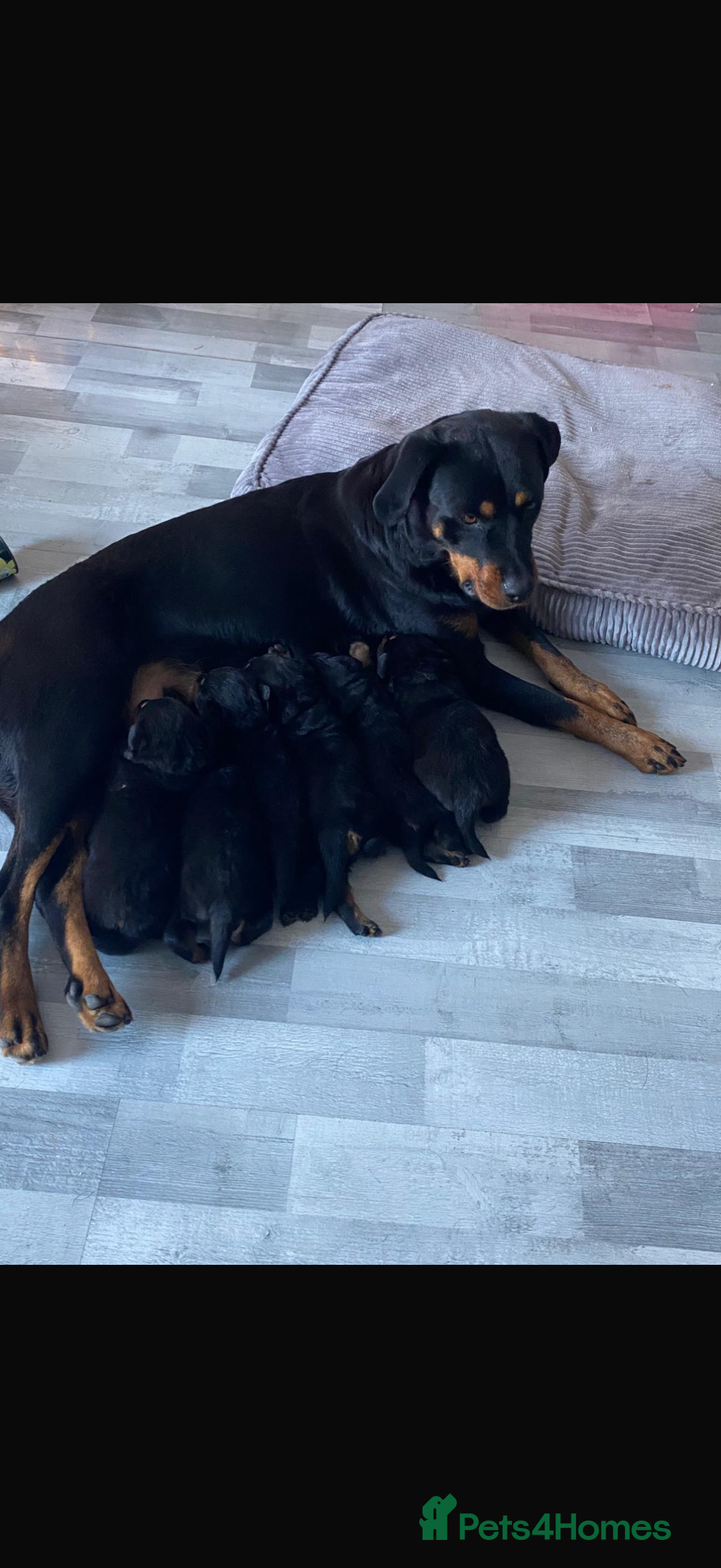Rottweiler dogs for sale: Pick of litter boy  - Advert 5