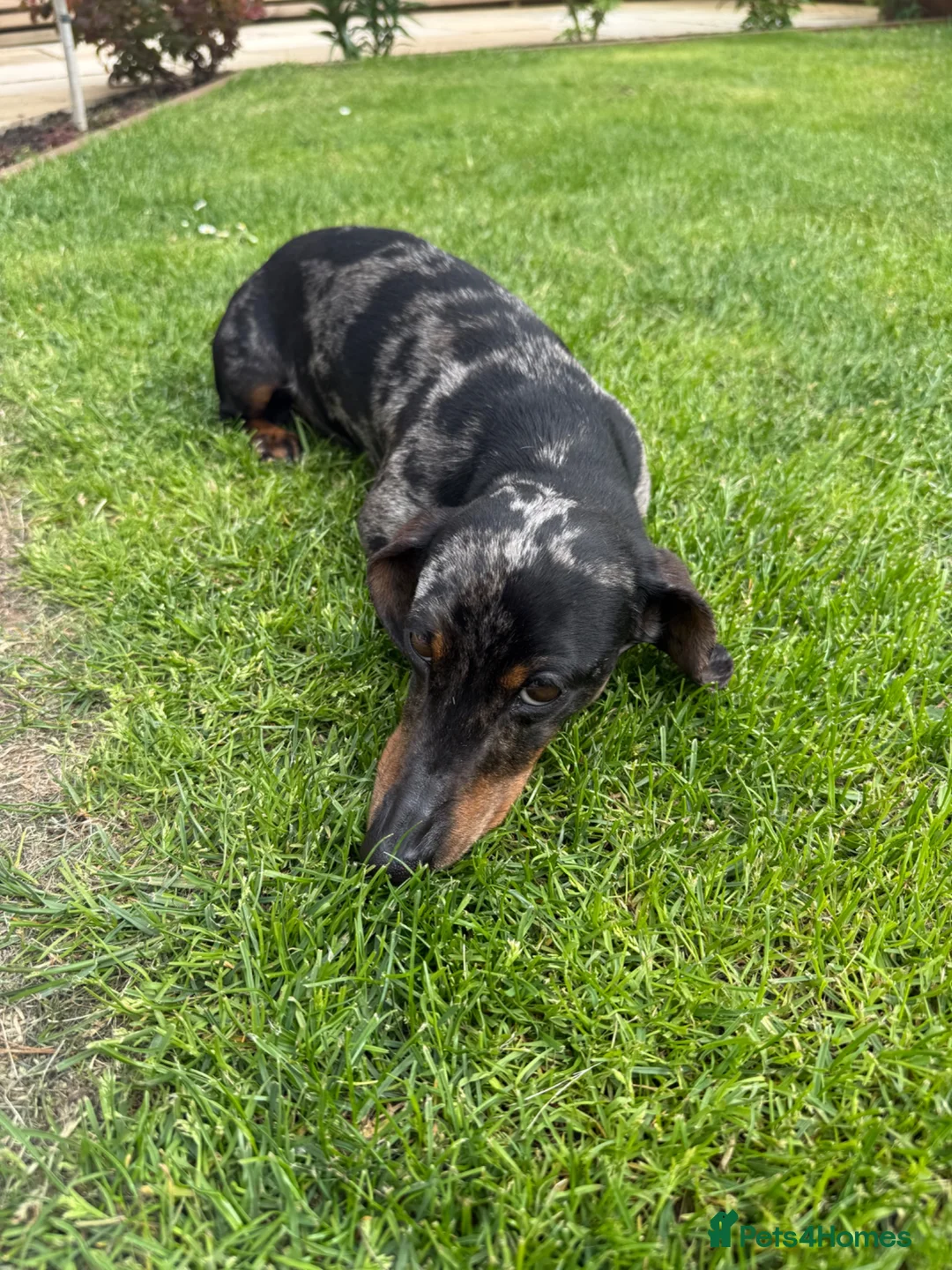 Dachshund dogs for sale: Miniature Dachshund  - Advert 2