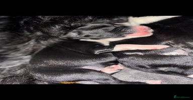 Portuguese Water Dog dogs - Advert 11