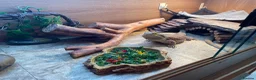 Bearded Dragon reptiles for sale: Forever home needed for my girls  in Rochford - Advert 6