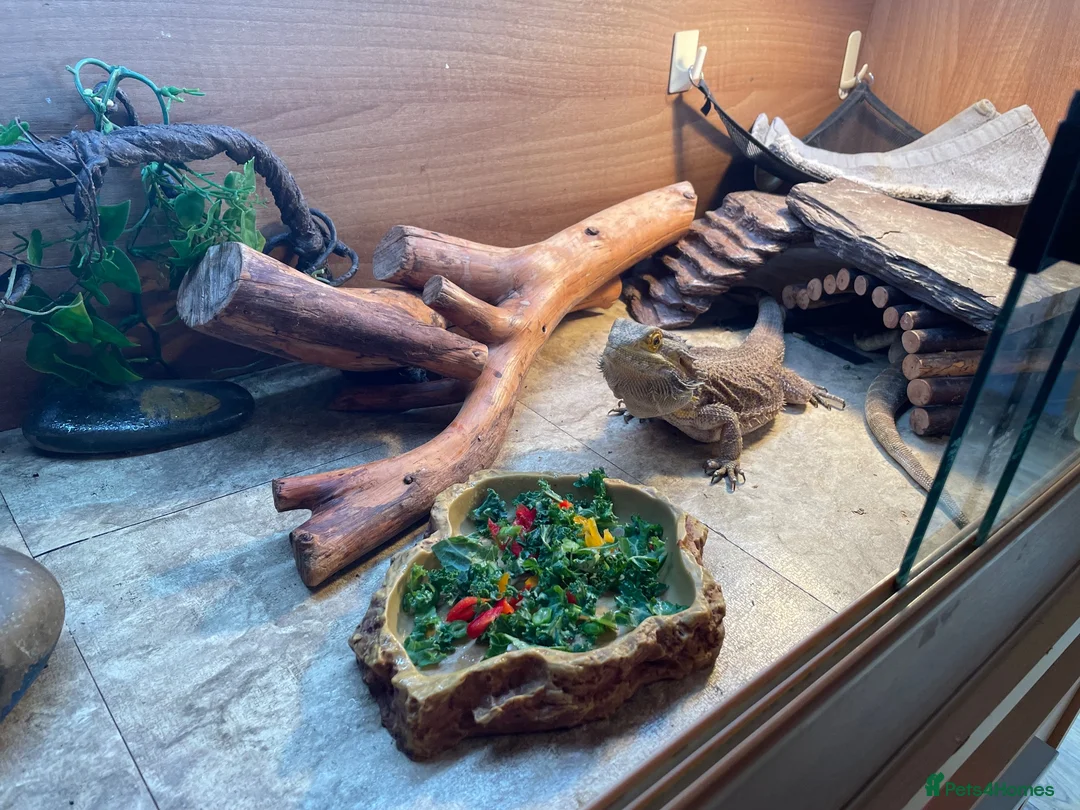 Bearded Dragon reptiles for sale: Forever home needed for my girls  in Rochford - Advert 6