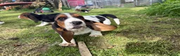Basset Hound dogs for sale: Beautiful Basset Hound Puppies - Advert 7