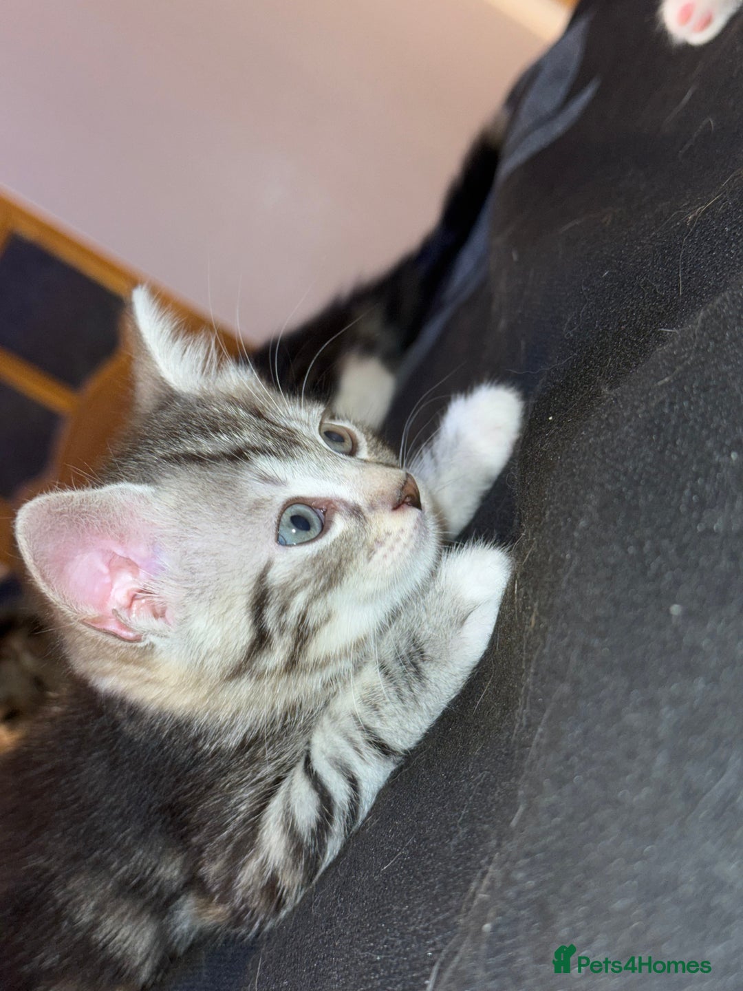 Mixed Breed cats for sale: 3 beautiful kittens available  - Advert 12