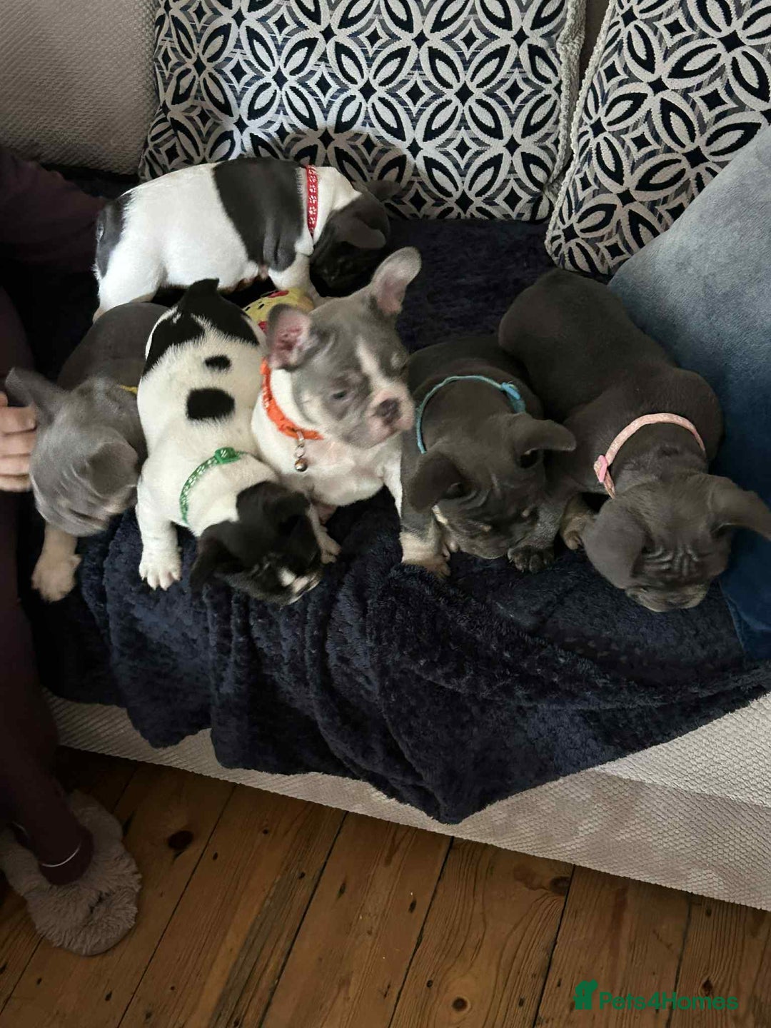 French Bulldog dogs for sale: ✨ REDUCED! STUNNING FRENCHIES LILAC TAN PIED 😍 - Image 1