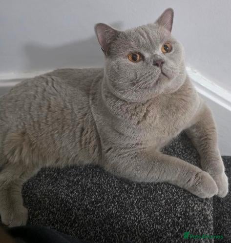 British Shorthair cats Beautiful Lilac British Shorthair  - Advert 1