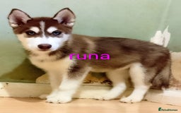 Siberian Husky dogs for sale: 2 beautiful female Siberian huskys - Image 2