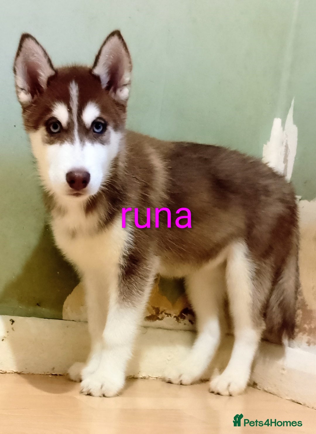 Siberian Husky dogs for sale: 2 beautiful female Siberian huskys - Image 2