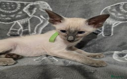 Siamese cats for sale: Gorgeous little cuddle buddies - Image 9