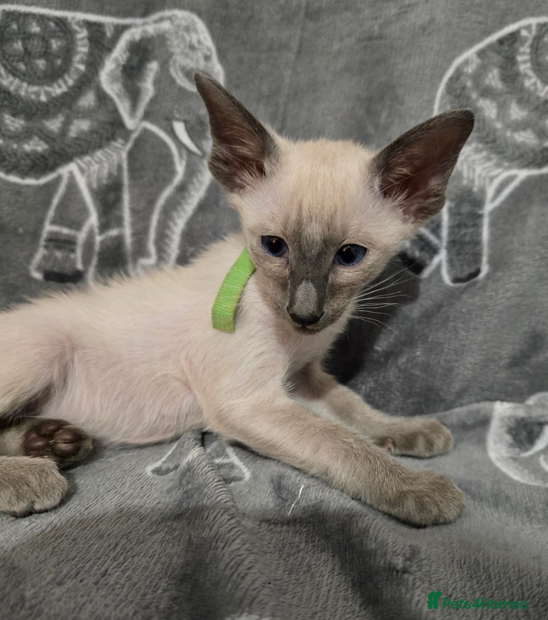 Siamese cats for sale: Gorgeous little cuddle buddies - Image 9