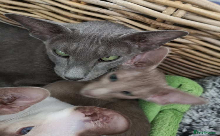 Oriental cats - Advert 14