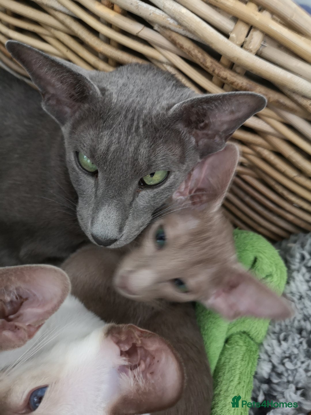 Oriental cats for sale: GCCF Reg. Oriental Blue - Image 1