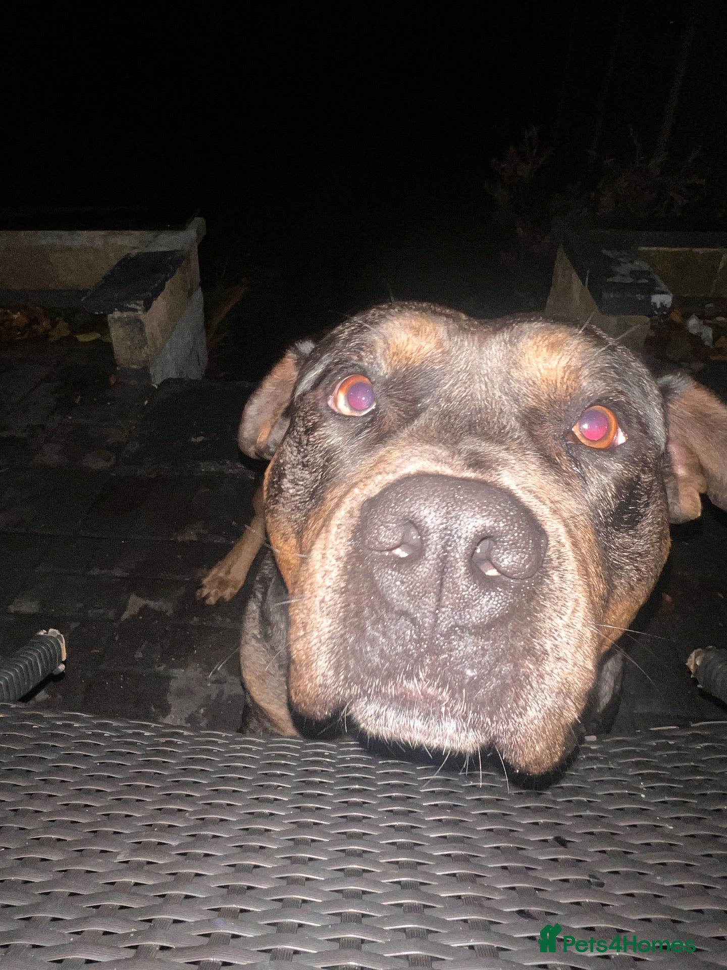 Mixed Breed dogs for stud: Fully trained Rottweiler mixed bully - Advert 6