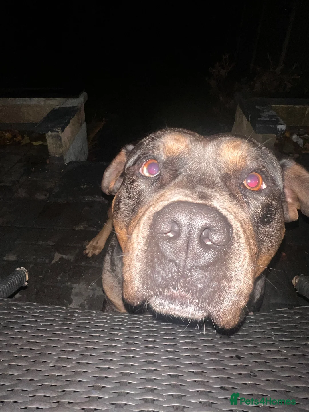 Mixed Breed dogs for stud: Fully trained Rottweiler mixed bully in Bradford - Advert 1