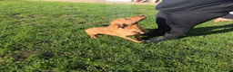 Labrador Retriever dogs for sale: Fox Red Labrador  - Advert 4