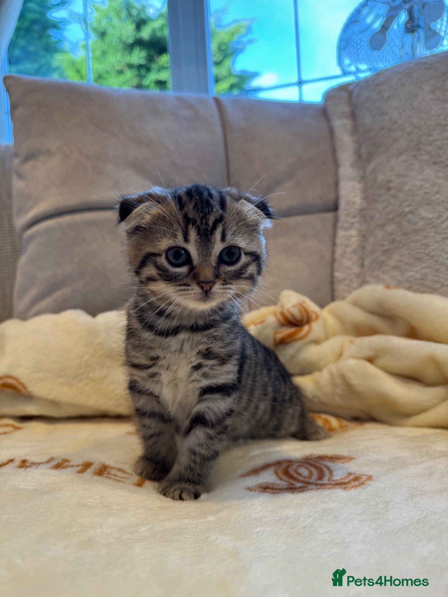 Mixed Breed cats Siberian x Scottish Folded Kittens  - Advert 14
