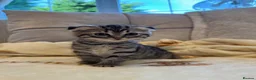 Mixed Breed cats for sale: Siberian x Scottish Folded Kittens - Advert 14