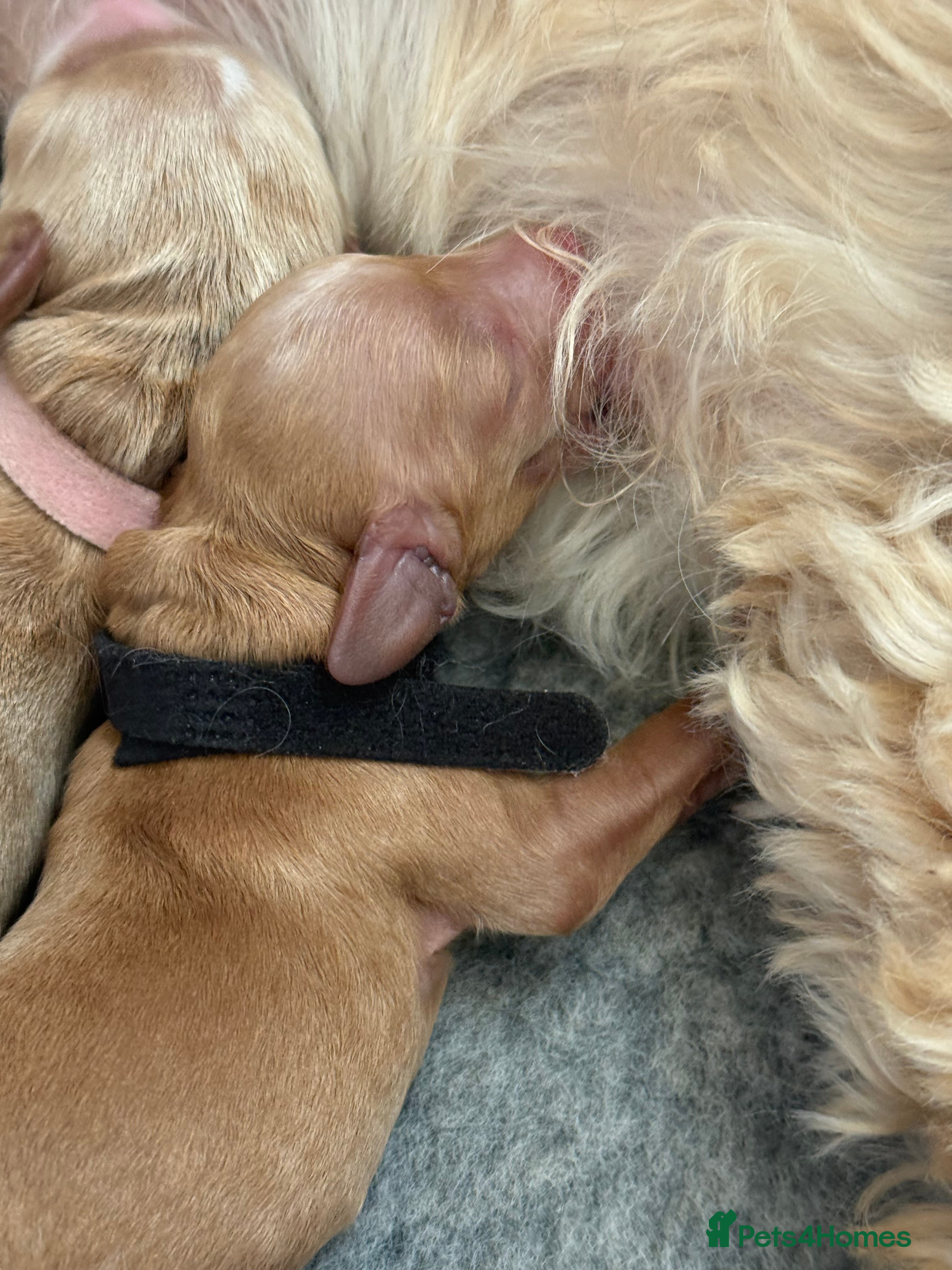 Cockapoo dogs for sale: cockapoo puppies for sale  - Advert 5