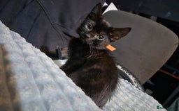 Mixed Breed cats for sale: Adorable black kittens for sale  - Image 28