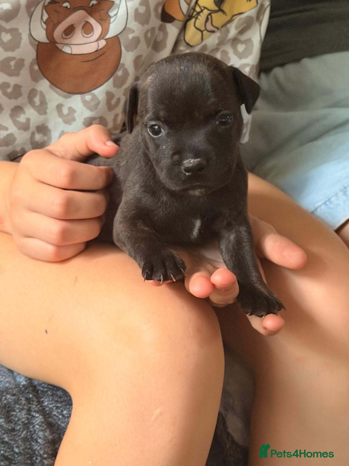 Staffordshire Bull Terrier dogs Beautiful litter of Staffy pups   - Advert 4