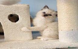 Ragdoll cats for sale: Stunning Ragdoll kittens  - Image 15