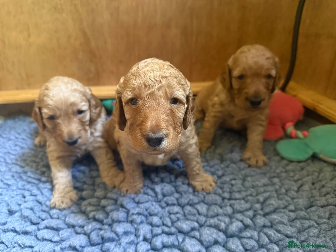 Cockapoo dogs for sale: 🐾 3 Gorgeous Male F1B Apricot Cockapoo Puppies 🐾 in Bournemouth - Advert 2