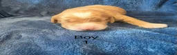Cockapoo dogs for sale: Gorgeous curly fluffy cockapoo puppies  - Advert 7