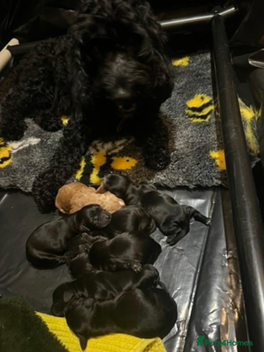 Mixed Breed dogs for sale: Exceptionally bred cockapoos, see details. Oct 12 - Image 2