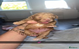 Cocker Spaniel dogs for sale: 7 beautiful cocker spaniel puppies 🩷💙 - Advert 1