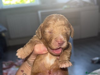 Cocker Spaniel dogs 7 beautiful cocker spaniel puppies 🩷💙 - Advert 1