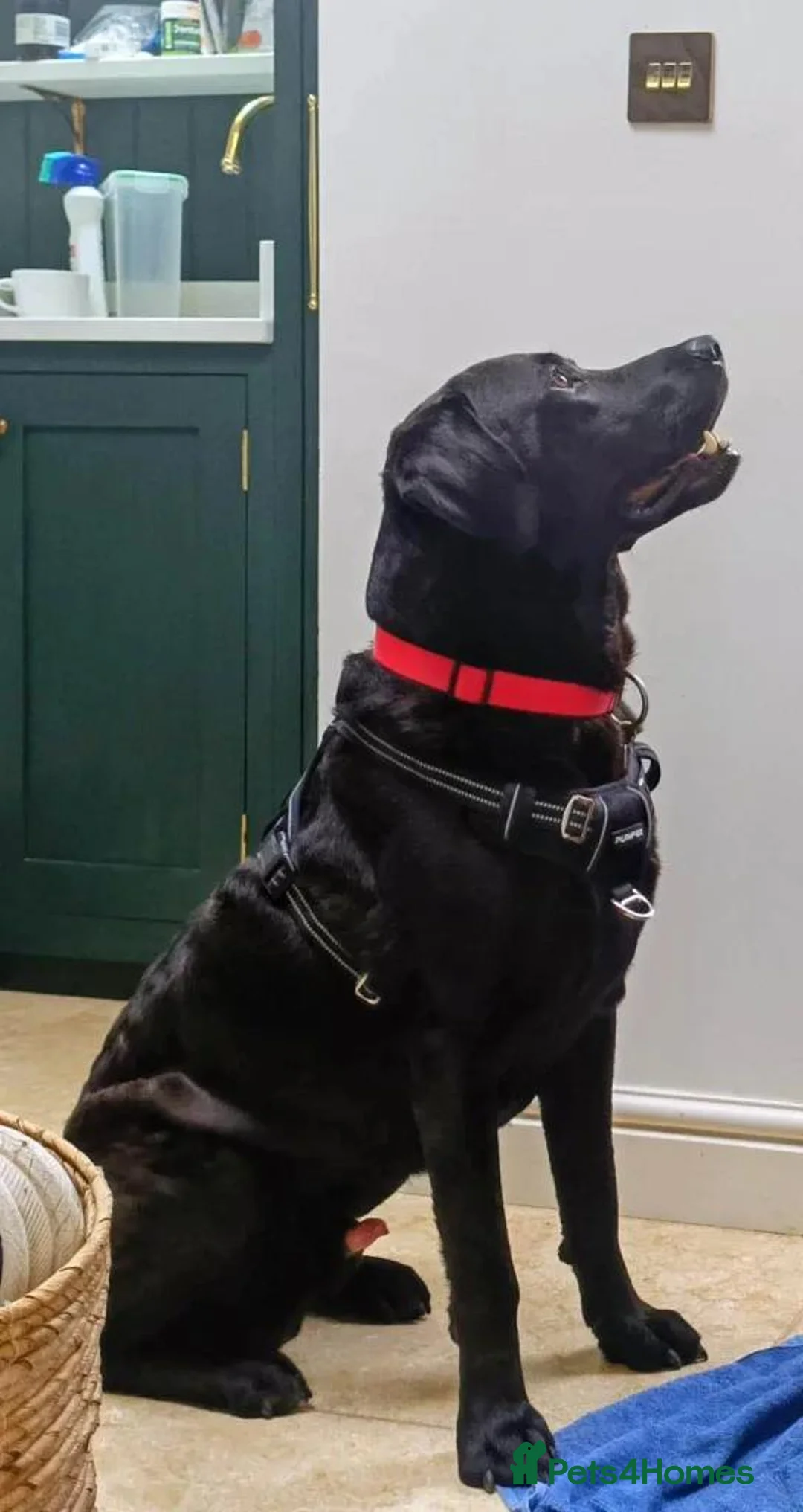 Labrador Retriever dogs for adoption: Bruno - Advert 6