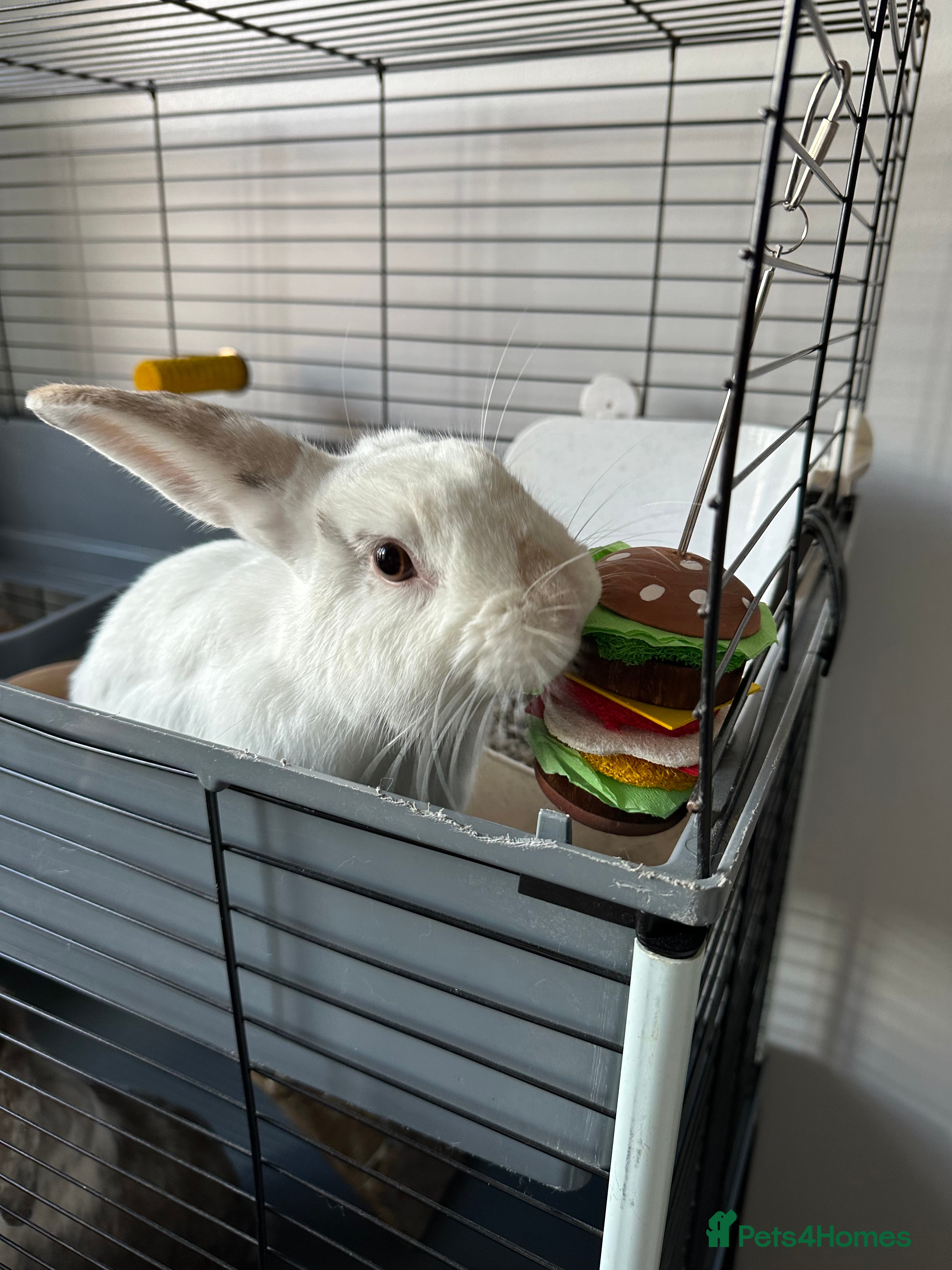 Mixed Breed rabbits Mini lop/ lionhead male and female rabbits - Advert 17