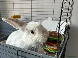 Mixed Breed rabbits Mini lop/ lionhead male and female rabbits - Advert 1