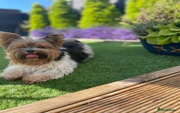 Biewer Terrier dogs for stud: Biewer Yorkshire Terrier for stud in Weston-super-Mare - Image 1