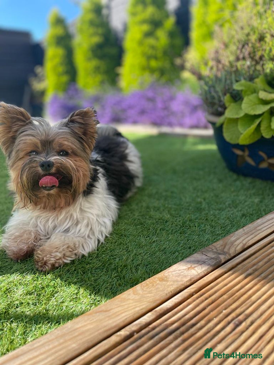Biewer Terrier dogs for stud: Biewer Yorkshire Terrier for stud in Weston-super-Mare - Image 1