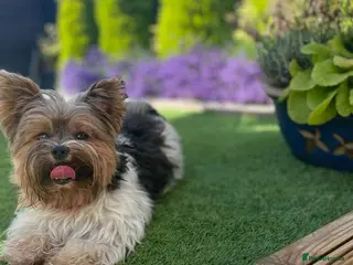 Biewer Terrier dogs Biewer Yorkshire Terrier for stud in Weston-super-Mare - Advert 1