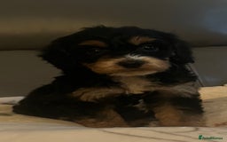 Cockapoo dogs for sale: 5 beautiful F1 cockerpoos  - Image 1